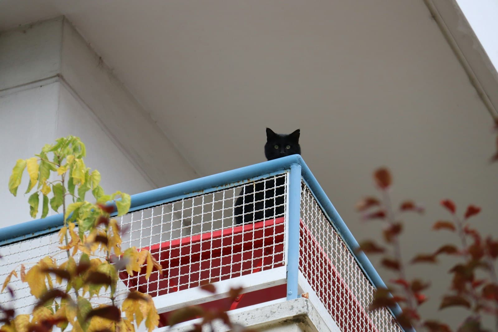 Balkon oder terraza in deinem piso sichern, damit deine Katze nicht abstürzt