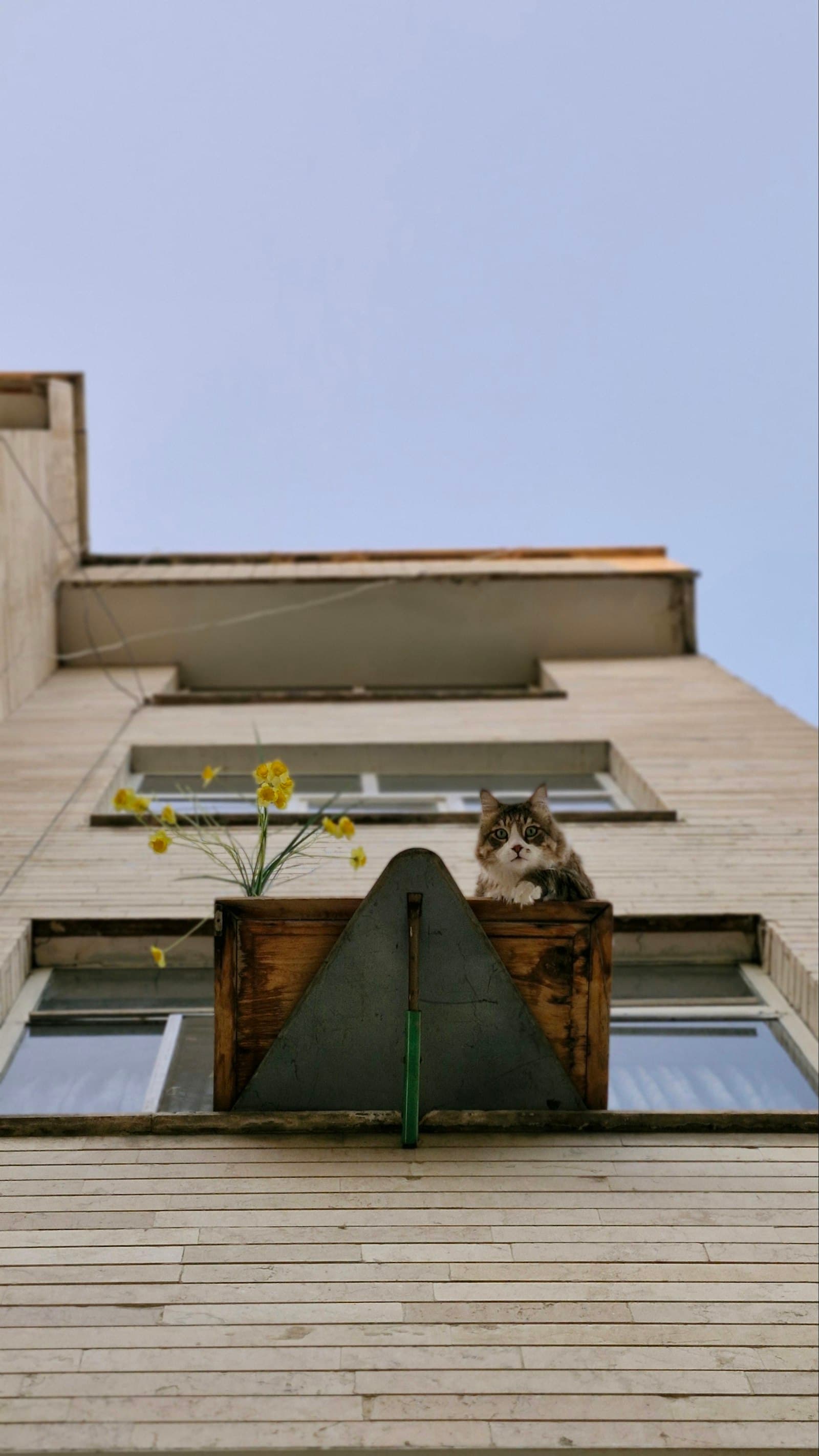 Balkon oder terraza in deinem piso sichern, damit deine Katze nicht abstürzt