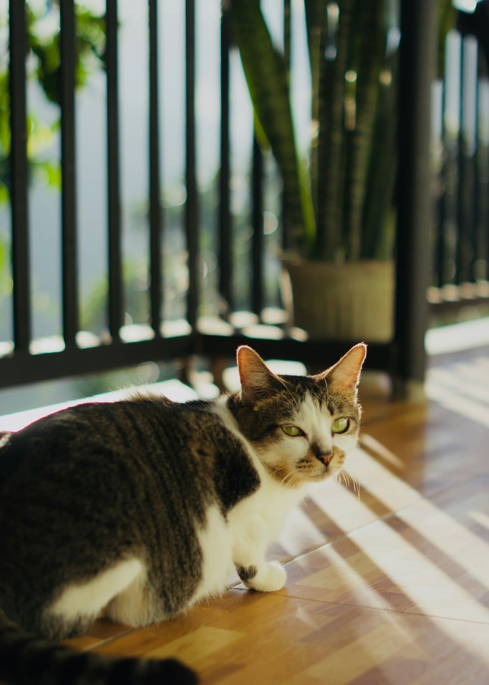 Balkon oder terraza in deinem piso sichern, damit deine Katze nicht abstürzt