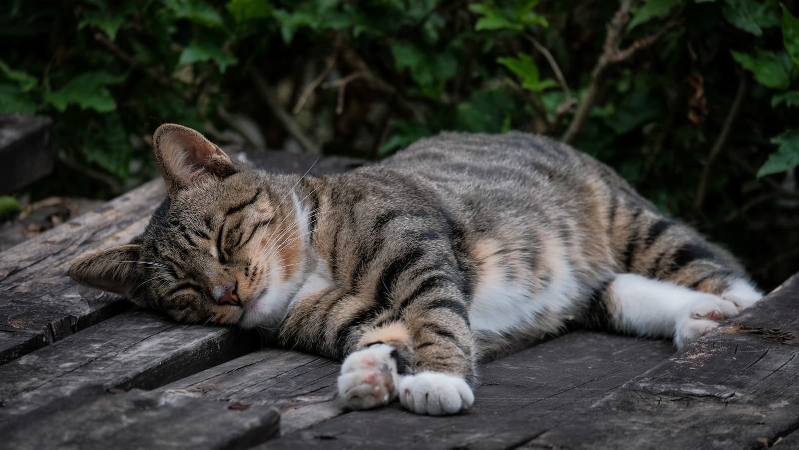 Protecting Your Cat from the Heat on the Costa Blanca
