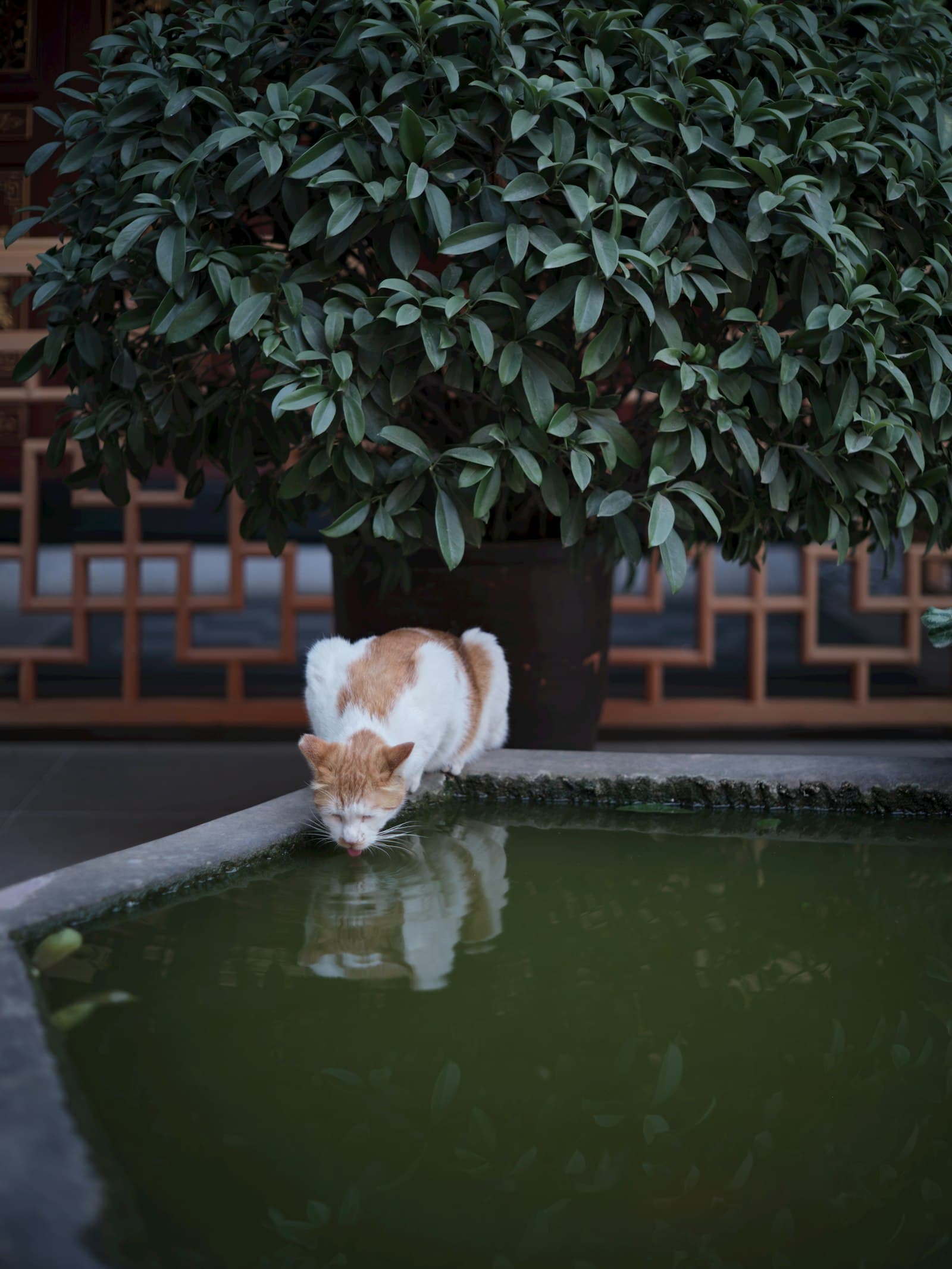 Protecting Your Cat from the Heat on the Costa Blanca