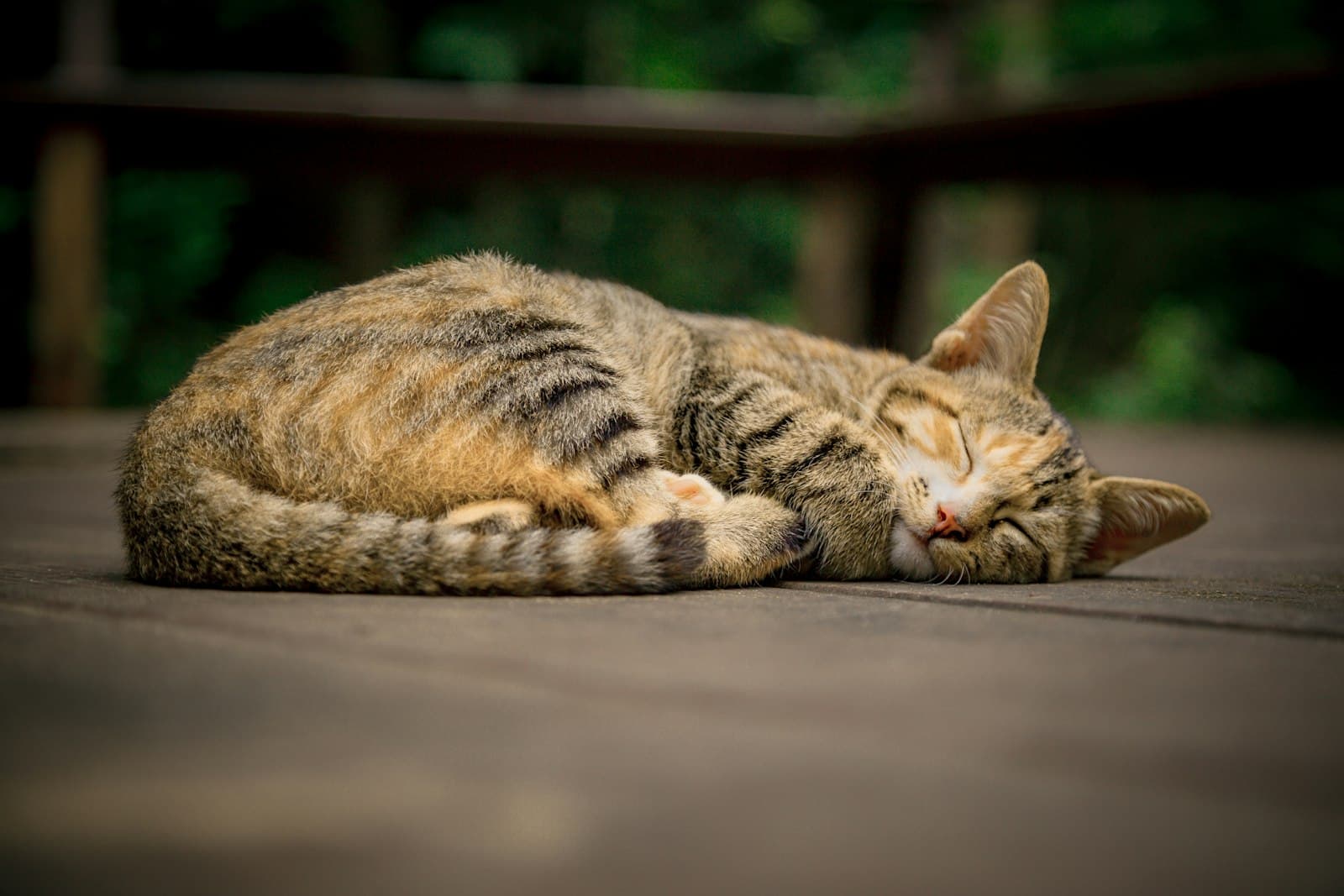Protecting Your Cat from the Heat on the Costa Blanca