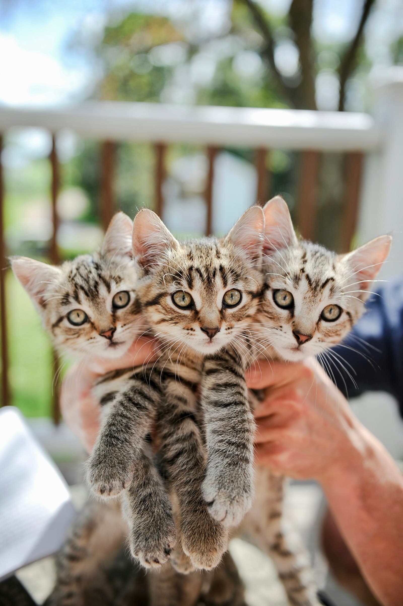 Was eine Pflegestelle ist und wie du den Katzen von Cat's Club hilfst