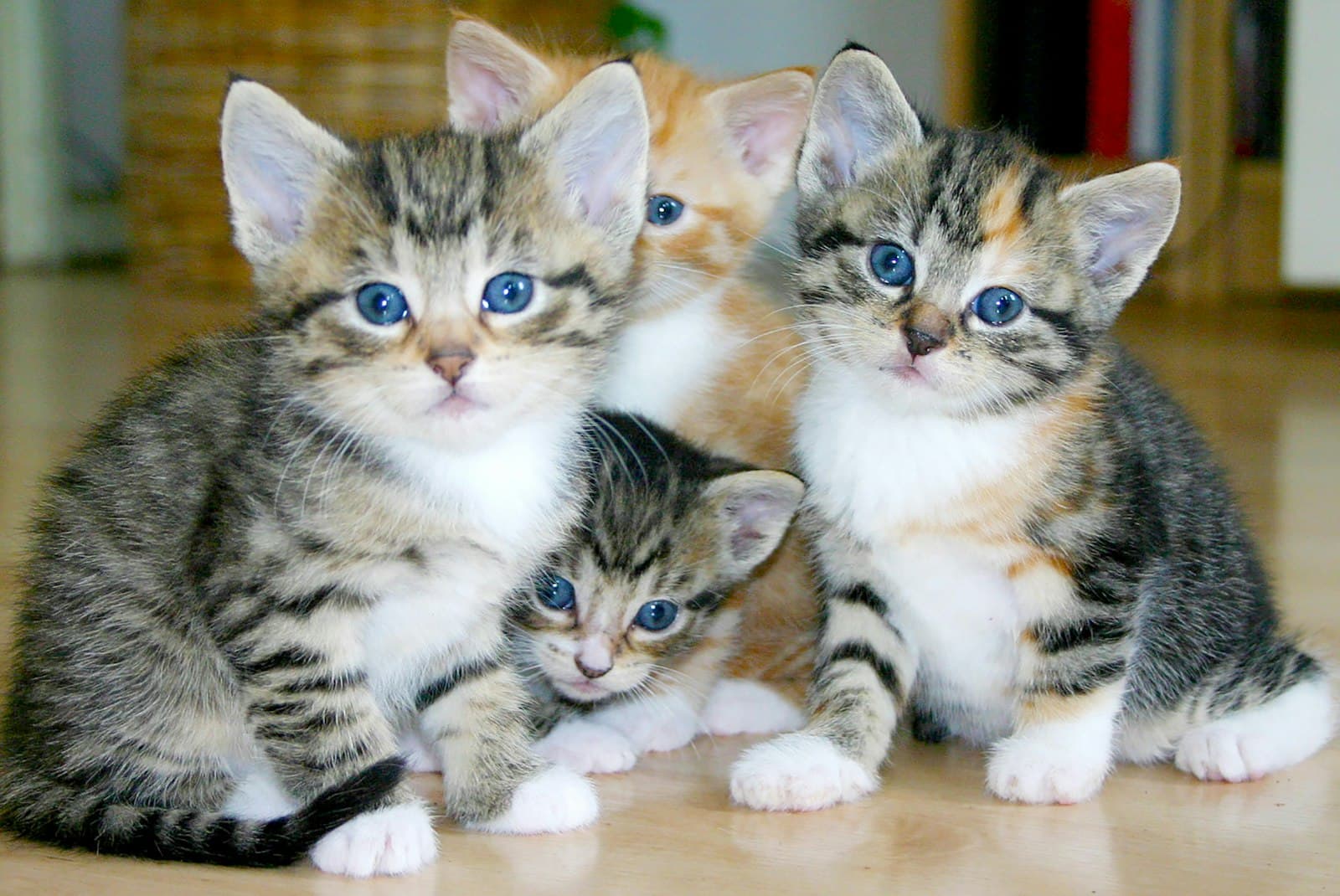 Was eine Pflegestelle ist und wie du den Katzen von Cat's Club hilfst