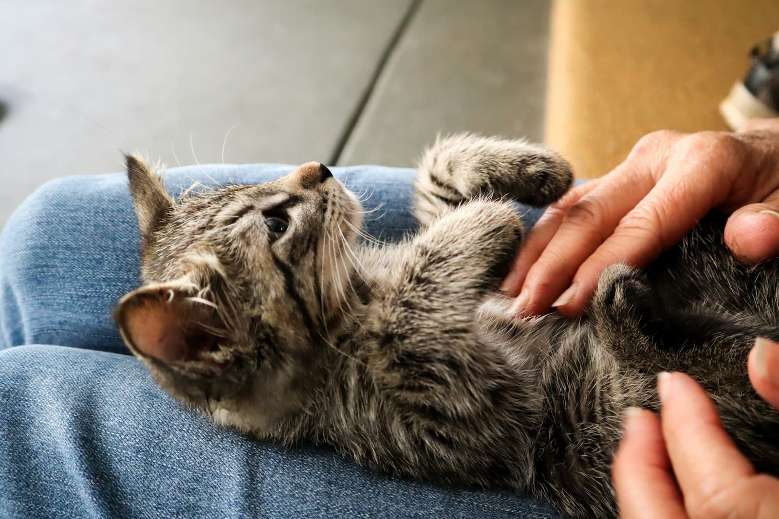 Was eine Pflegestelle ist und wie du den Katzen von Cat's Club hilfst