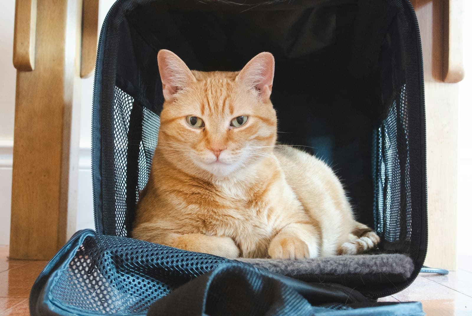 Reizen met je kat vanuit Spanje: paspoort, chip en rabiës