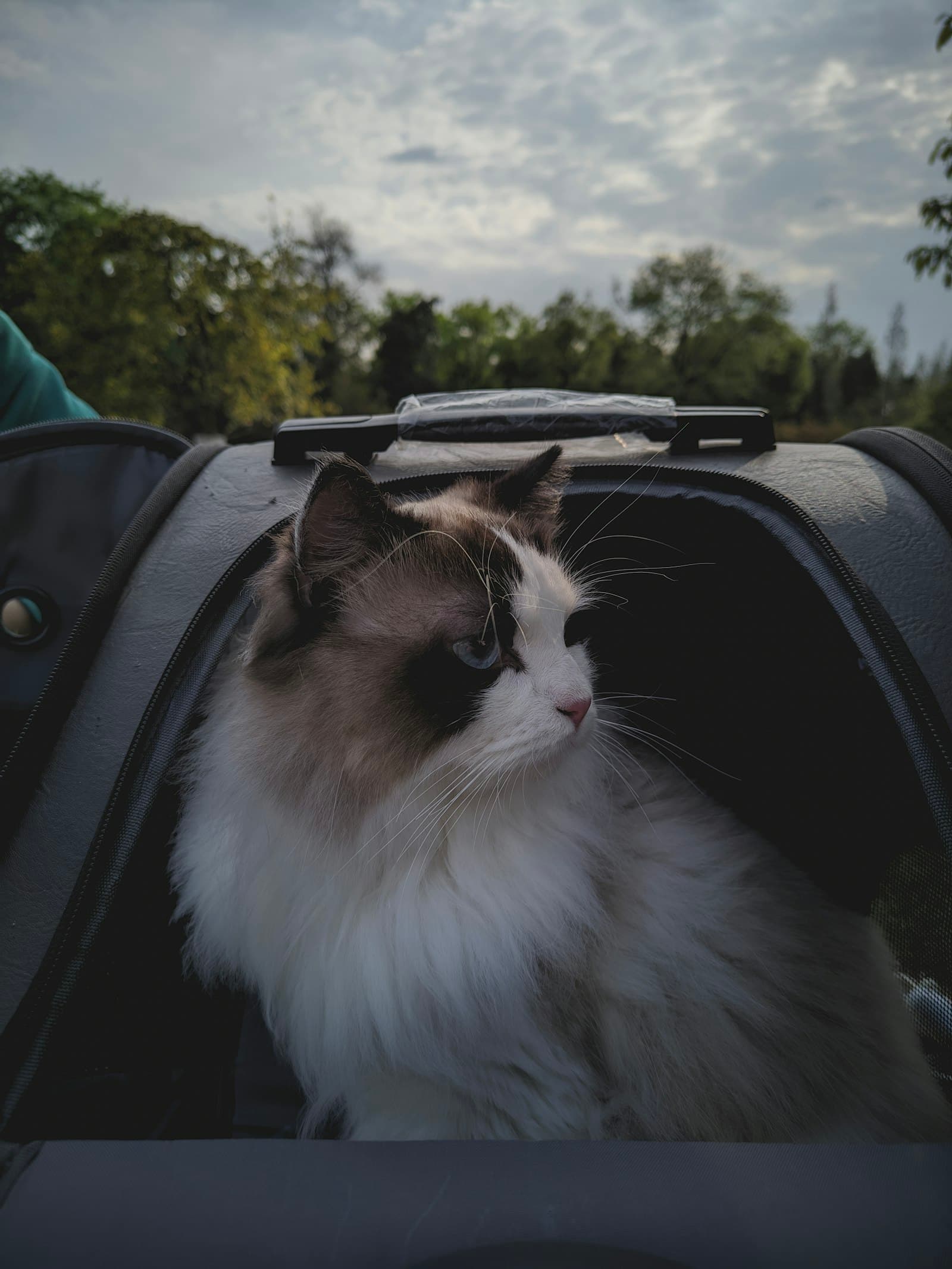 Reizen met je kat vanuit Spanje: paspoort, chip en rabiës