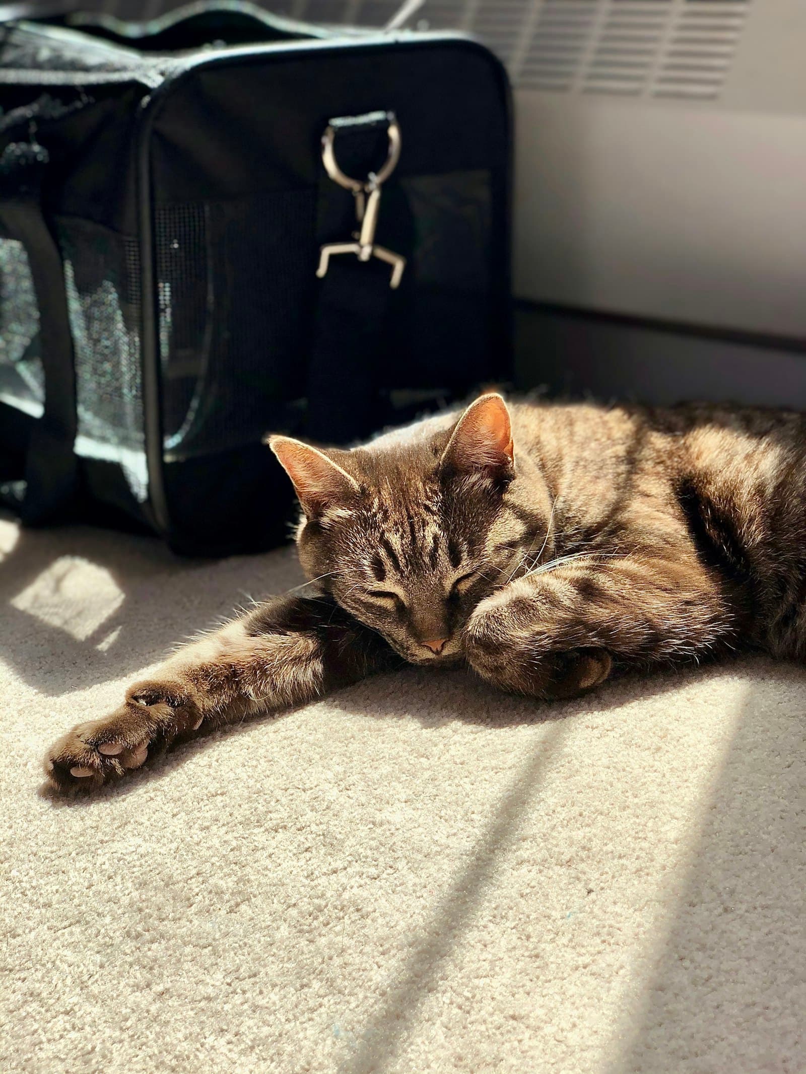 Reizen met je kat vanuit Spanje: paspoort, chip en rabiës
