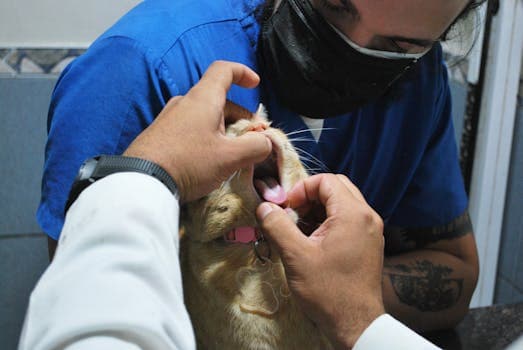 Îngrijire Veterinară