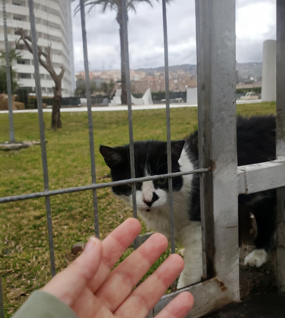 Buscamos un hogar para una gatita mayor de la calle