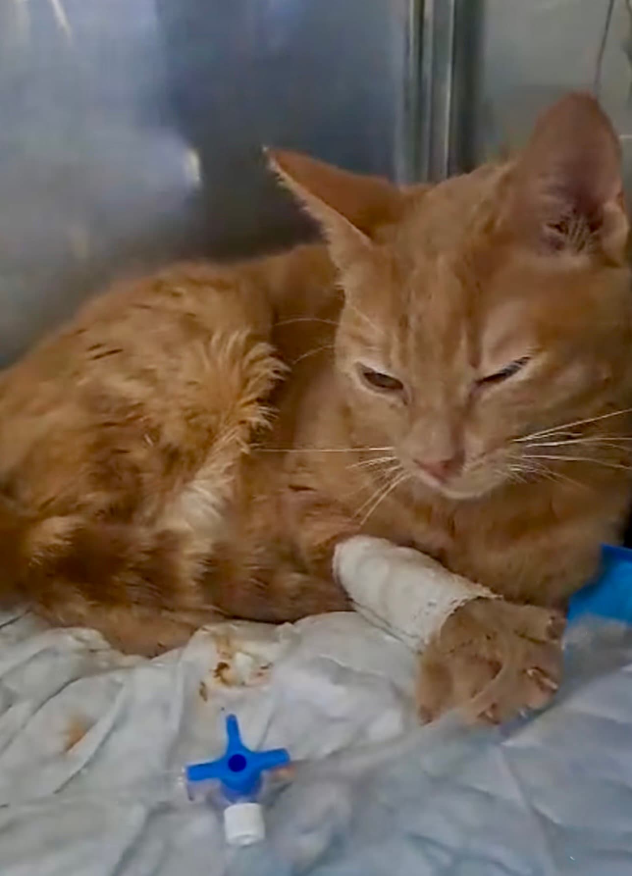 🐱❤️ Raphaela se îmbunătățește: războinica noastră se întoarce acasă!