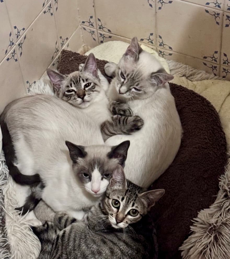 Așteptând ca cineva să-i aleagă 💛😺