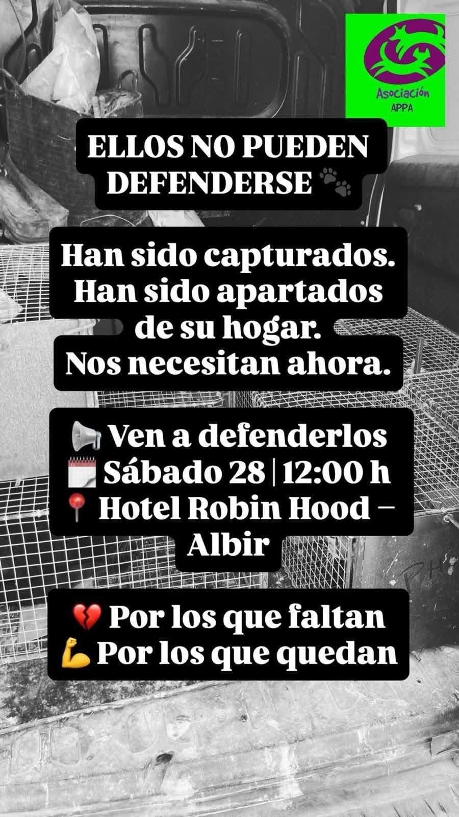 Gerechtigheid voor de 19 vermiste katten in Alfaz del Pi