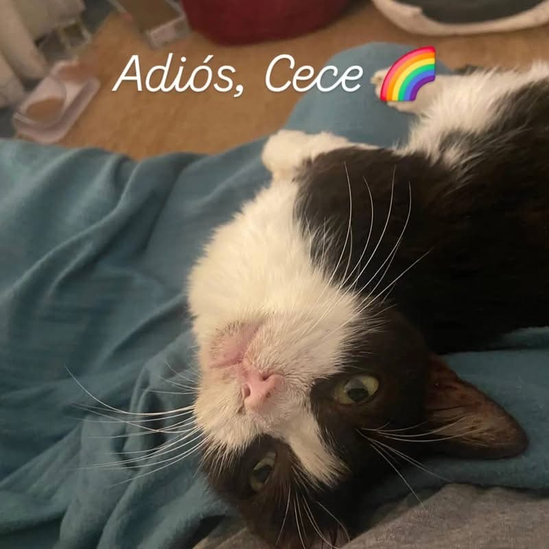 Cece, die ihr ganzes Leben auf Liebe gewartet hat 💔