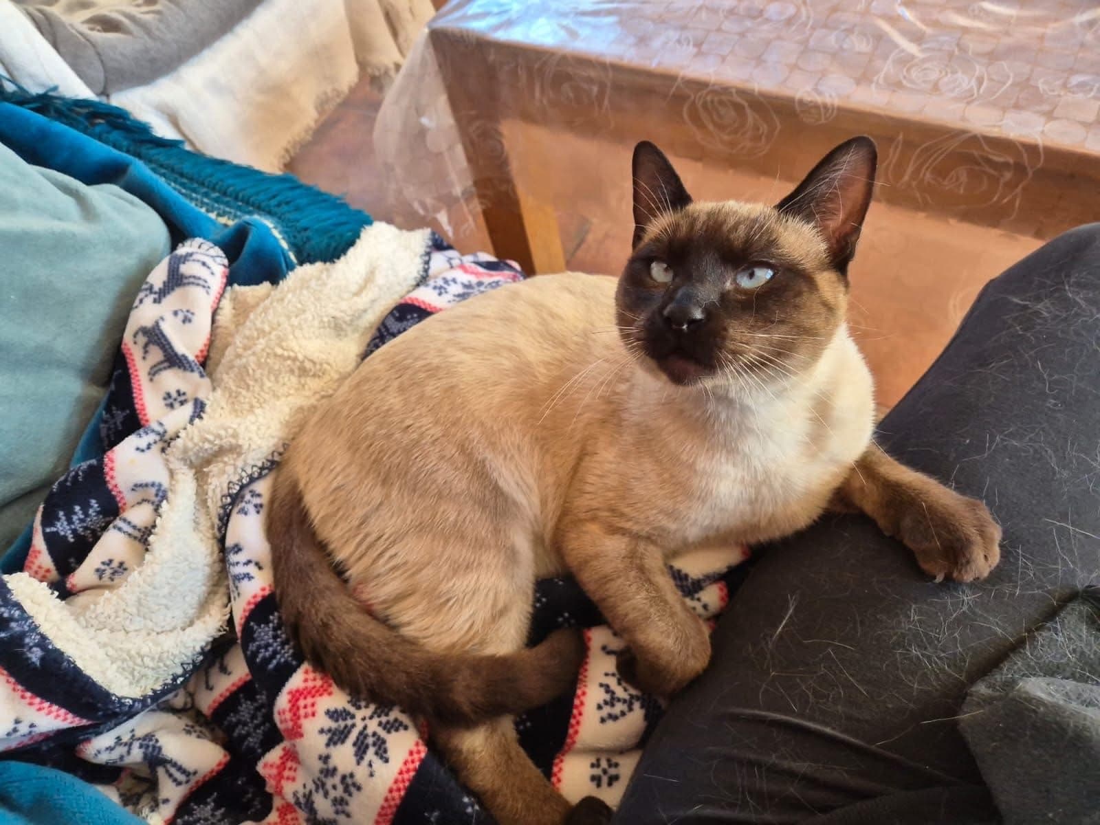 Phoenix komt weer thuis: een verhaal met een gelukkig einde 🐾