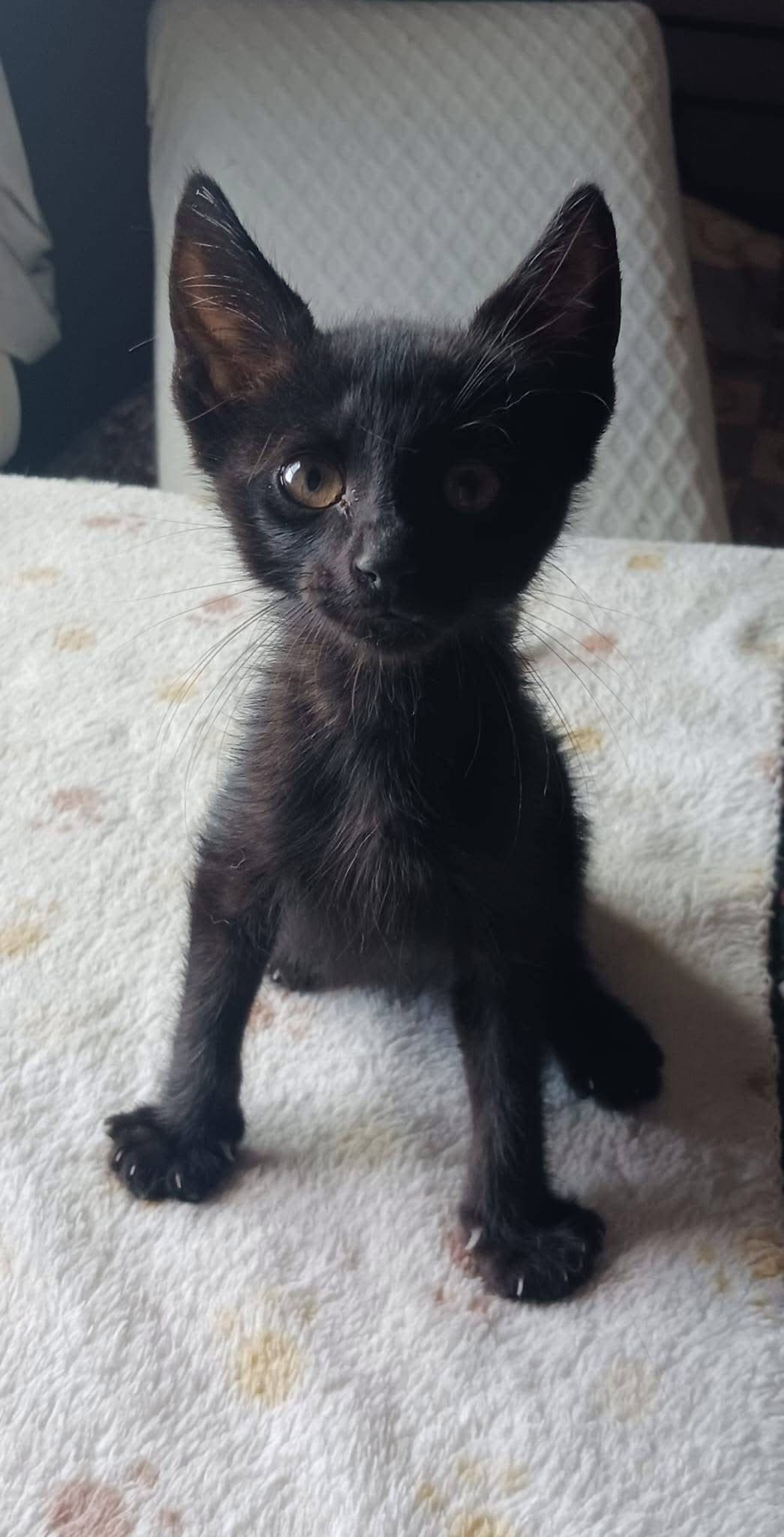Houdini hat bereits Hilfe gefunden… jetzt sucht er eine Familie 🐱