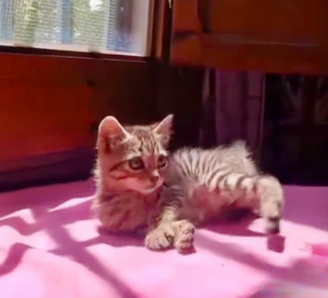 Wendy blüht vor unseren Augen auf ❤️🐱
