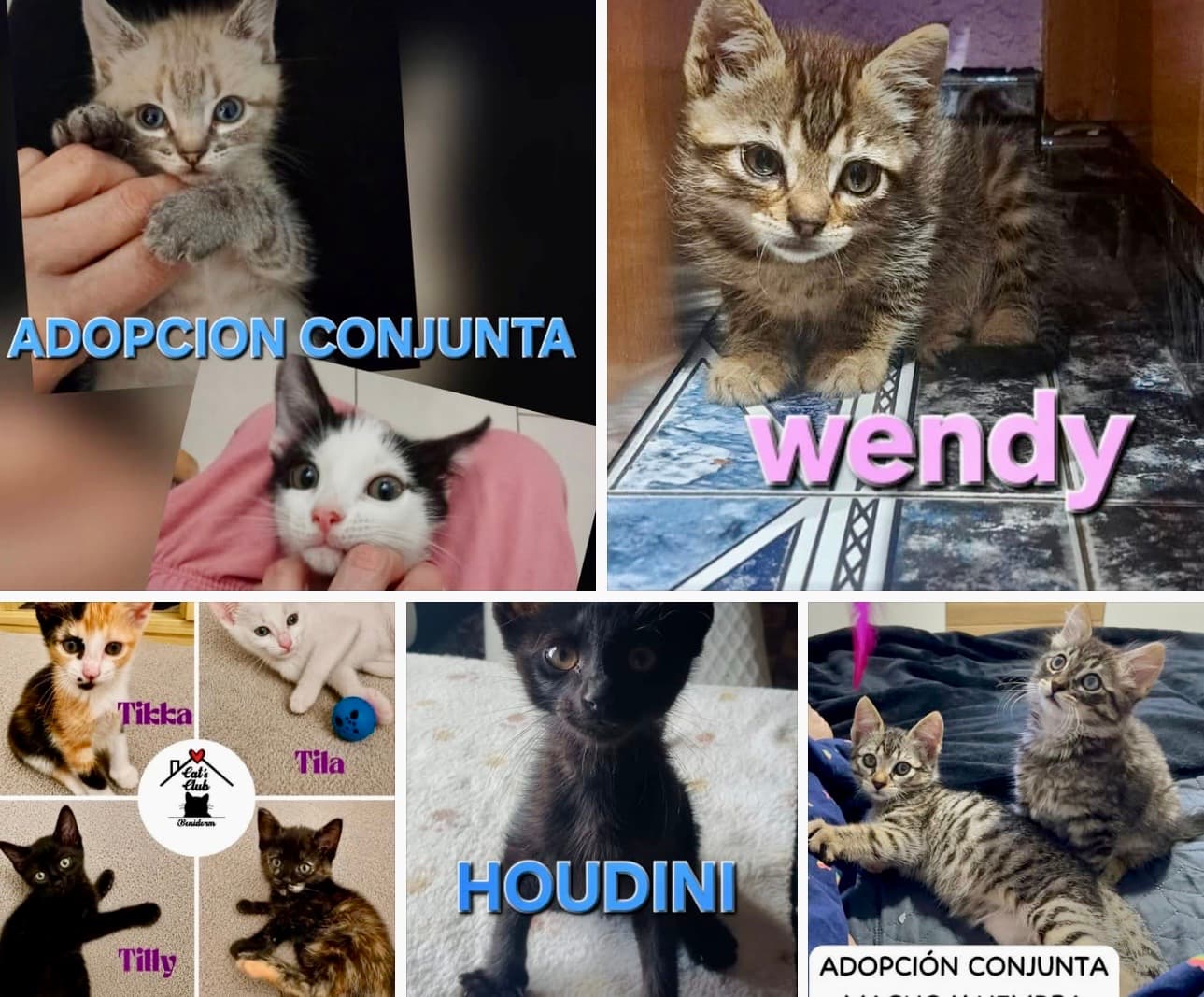 Your next best friend could be waiting for you 🏡🐱