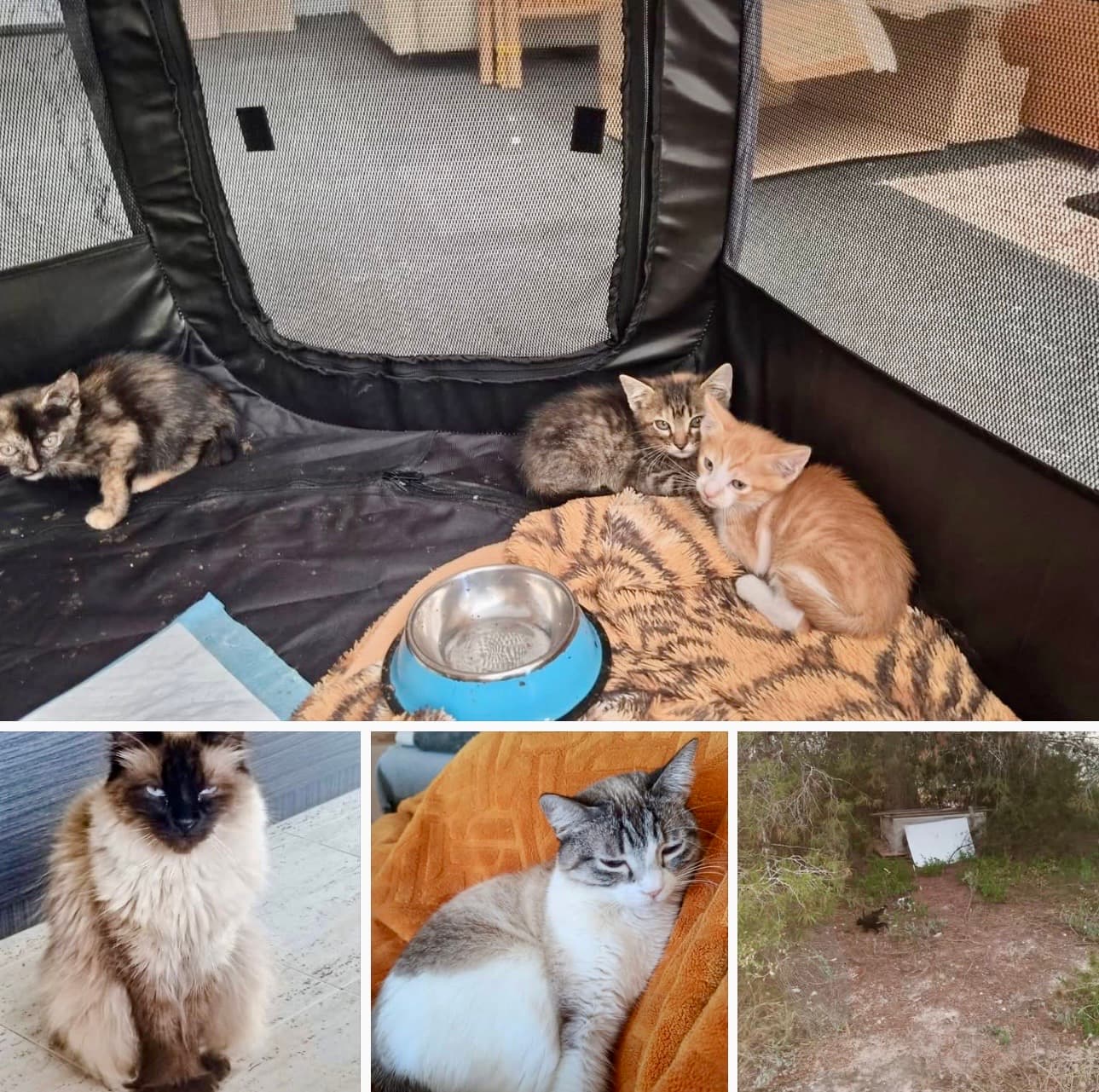 Without foster homes, we can't continue helping 💔🐱