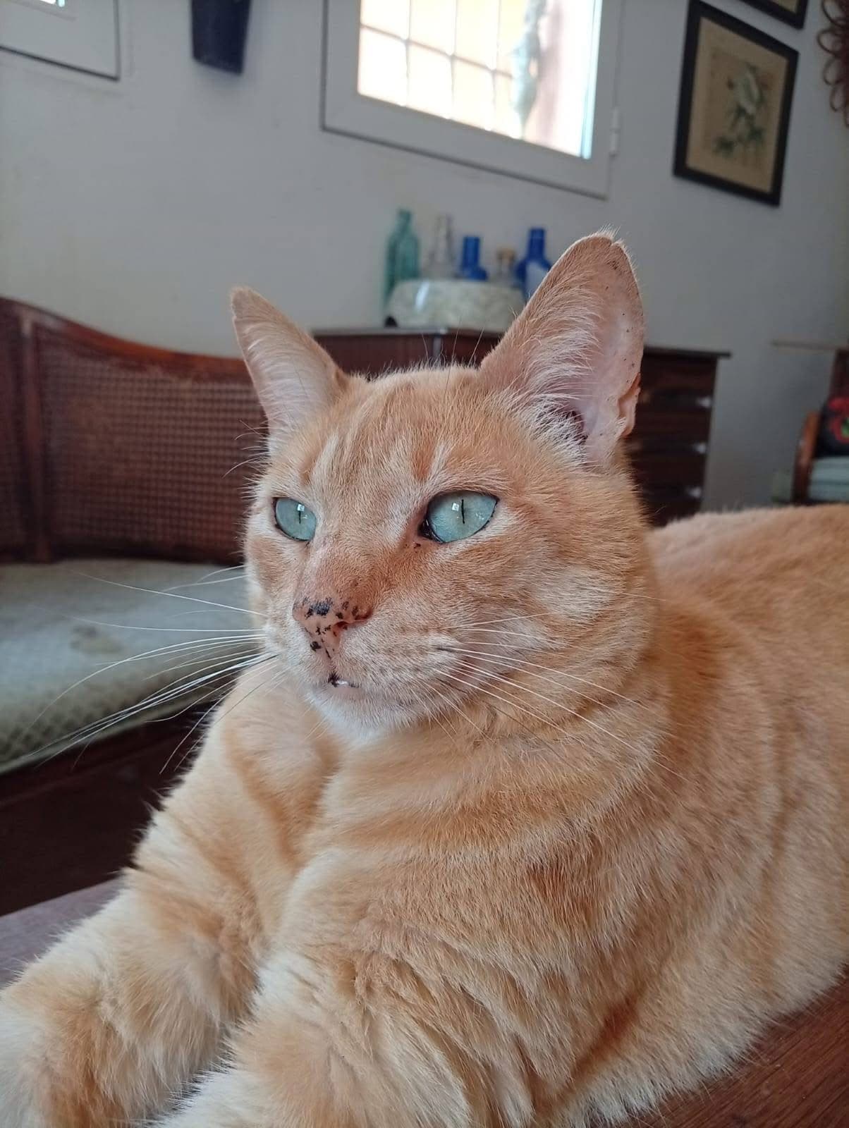 Wie kann es sein, dass niemand nach Ginger gefragt hat? 🧡🐱