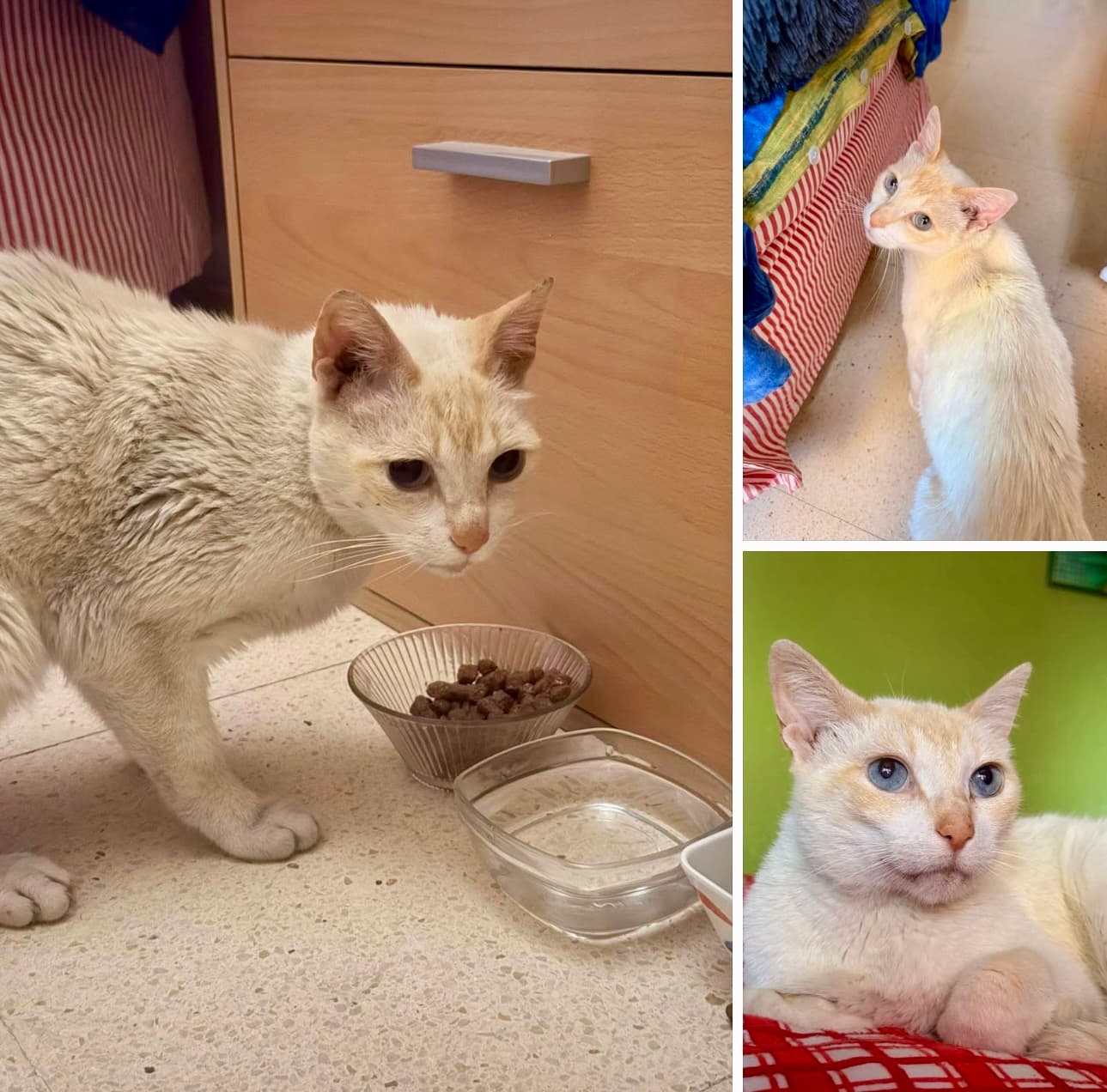A week of care can change a life ❤️🐱