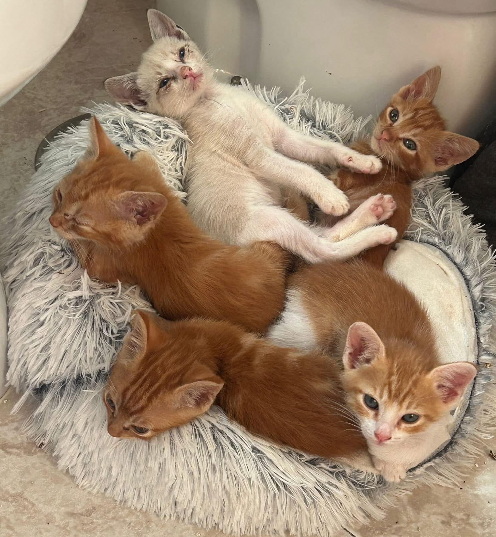 Fünf Leben mehr in Sicherheit dank einer Pflegefamilie ❤️🐱🐱🐱🐱🐱