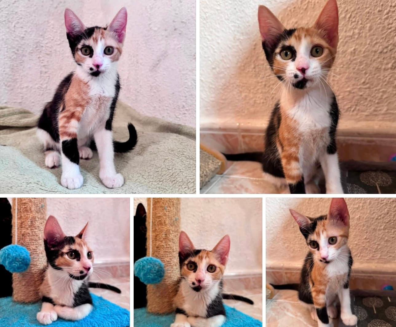 Tikka is klaar om haar gezin te vinden ❤️🐱