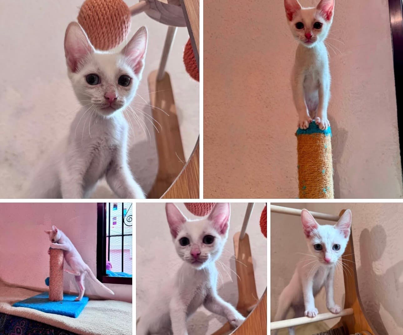 Tila visează la o familie pentru totdeauna 🤍🐱