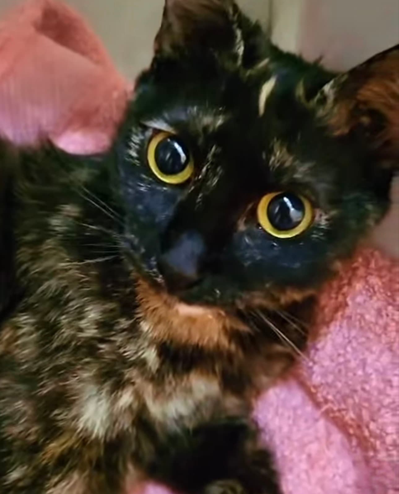 Dubai continuă să lupte ca o campioană ❤️🐱