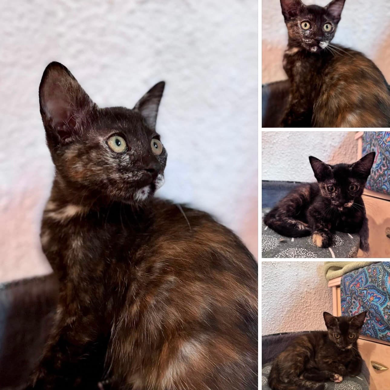 Tina está lista para enamorar a su familia ❤️🐱