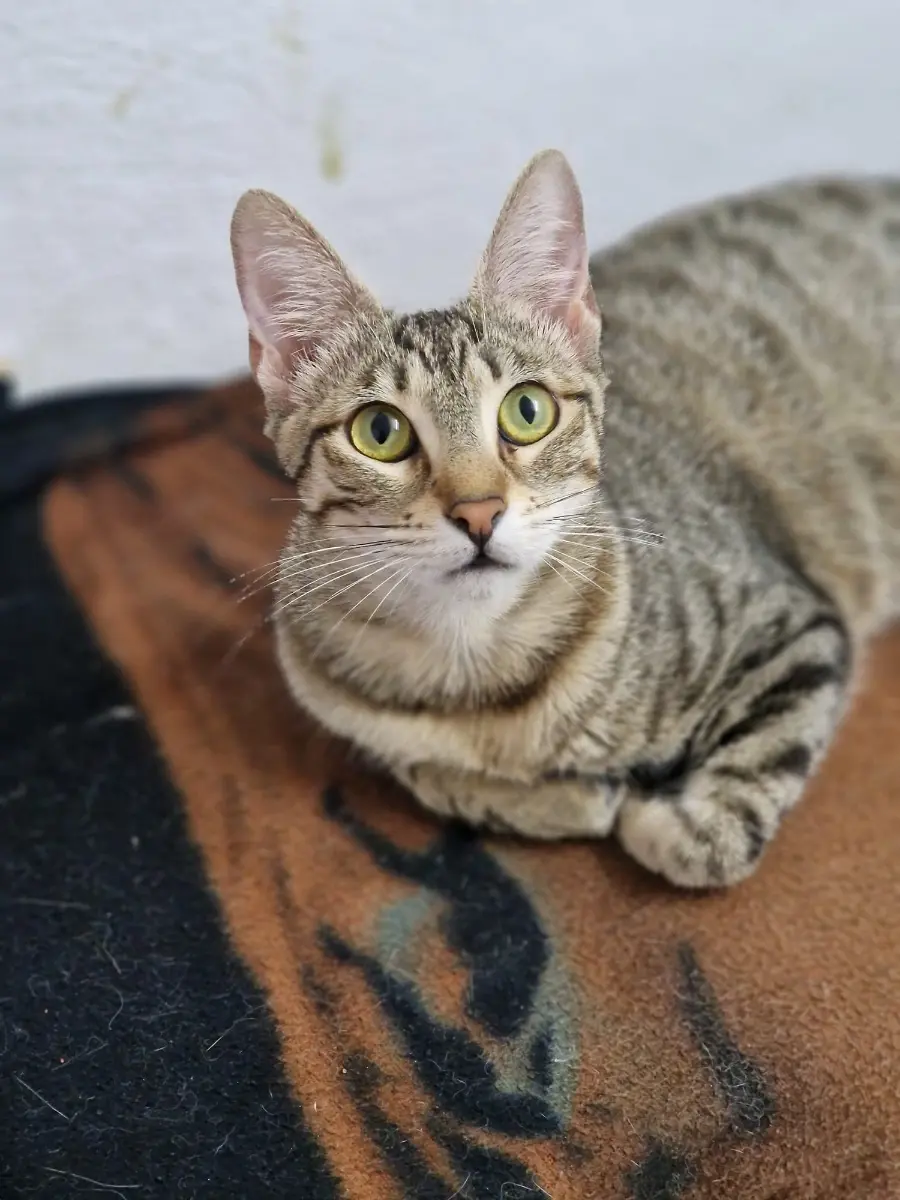 ¿Cuándo le llegará el turno a Monita? ❤️🐱