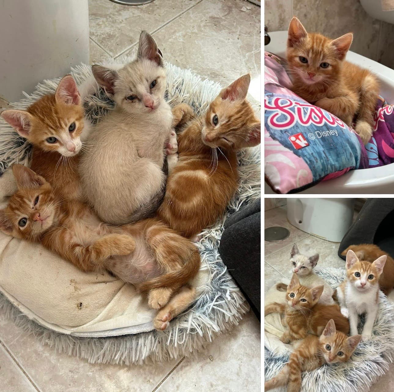 Cinco hermanitos creciendo rodeados de amor ❤️🐱🐱🐱🐱🐱
