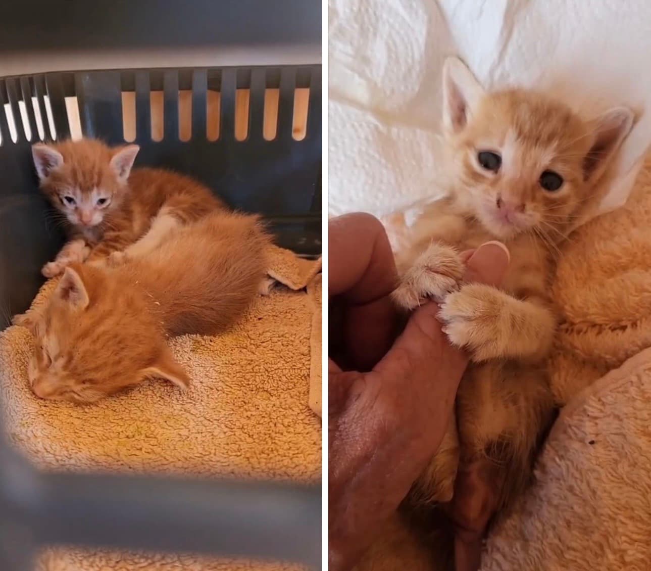 Für unsere beiden kleinen orangefarbenen Krieger 🌈🧡