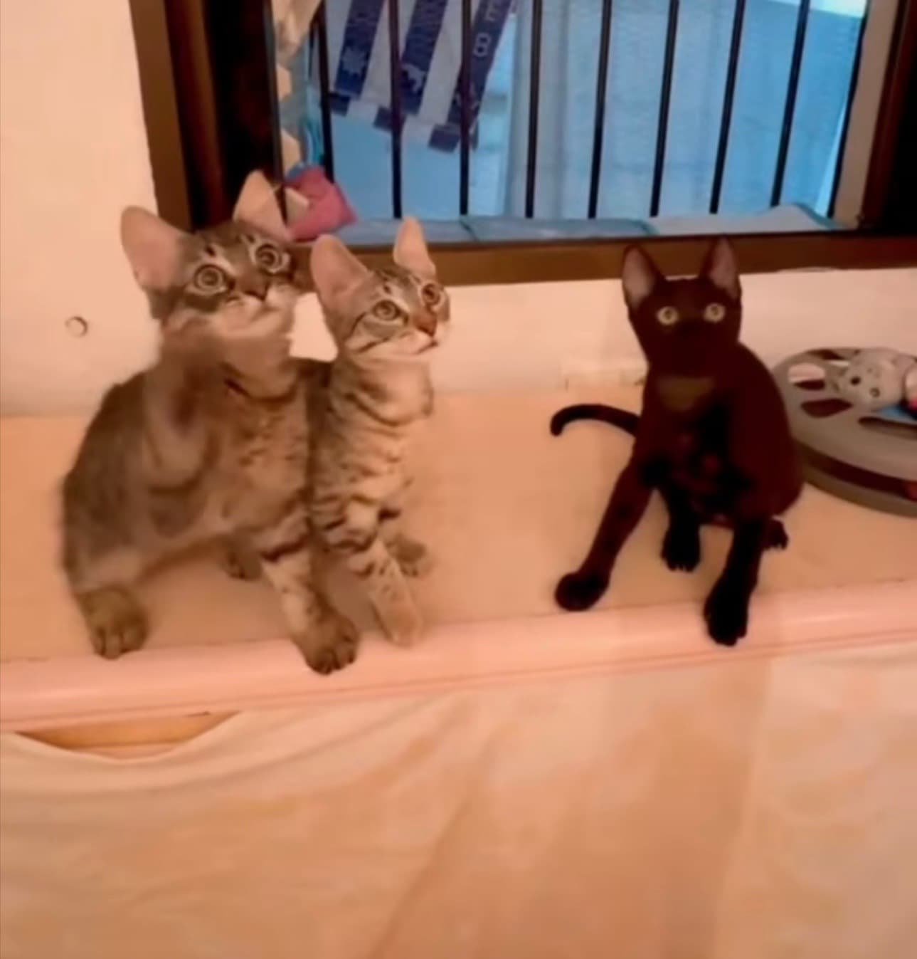 🐾 Jack, Rose und Tilly suchen ein Zuhause voller Liebe ❤️