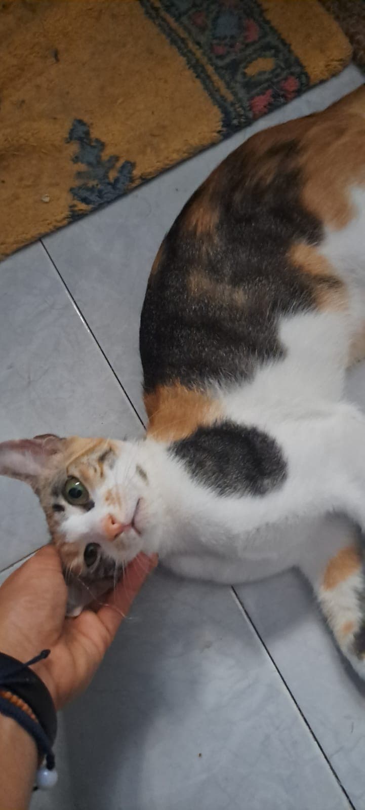 🌼 Margarita sucht das Zuhause, das sie so sehr verdient ❤️