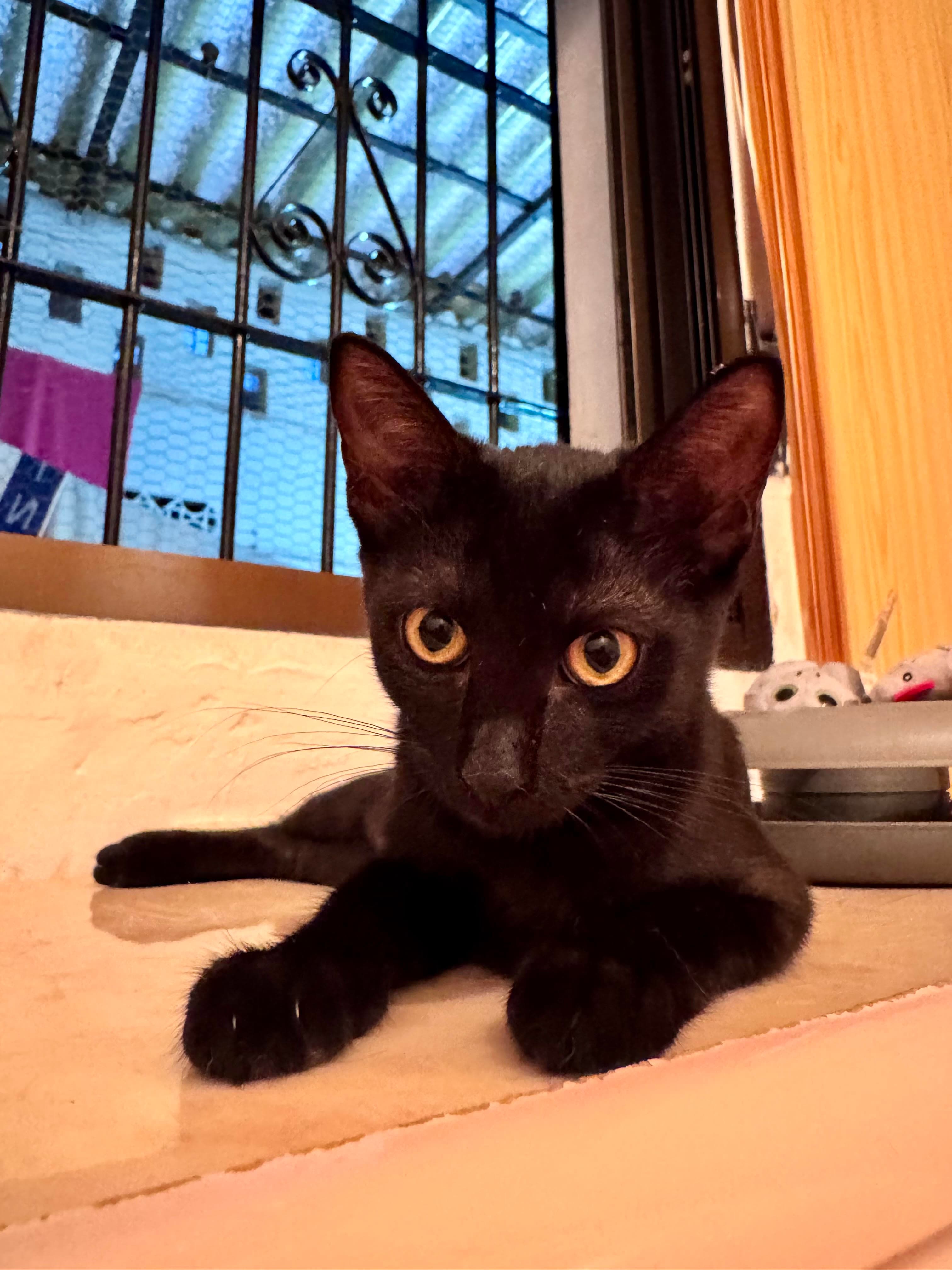 🖤 Tilly wartet weiterhin auf ihre Familie für immer 🏡