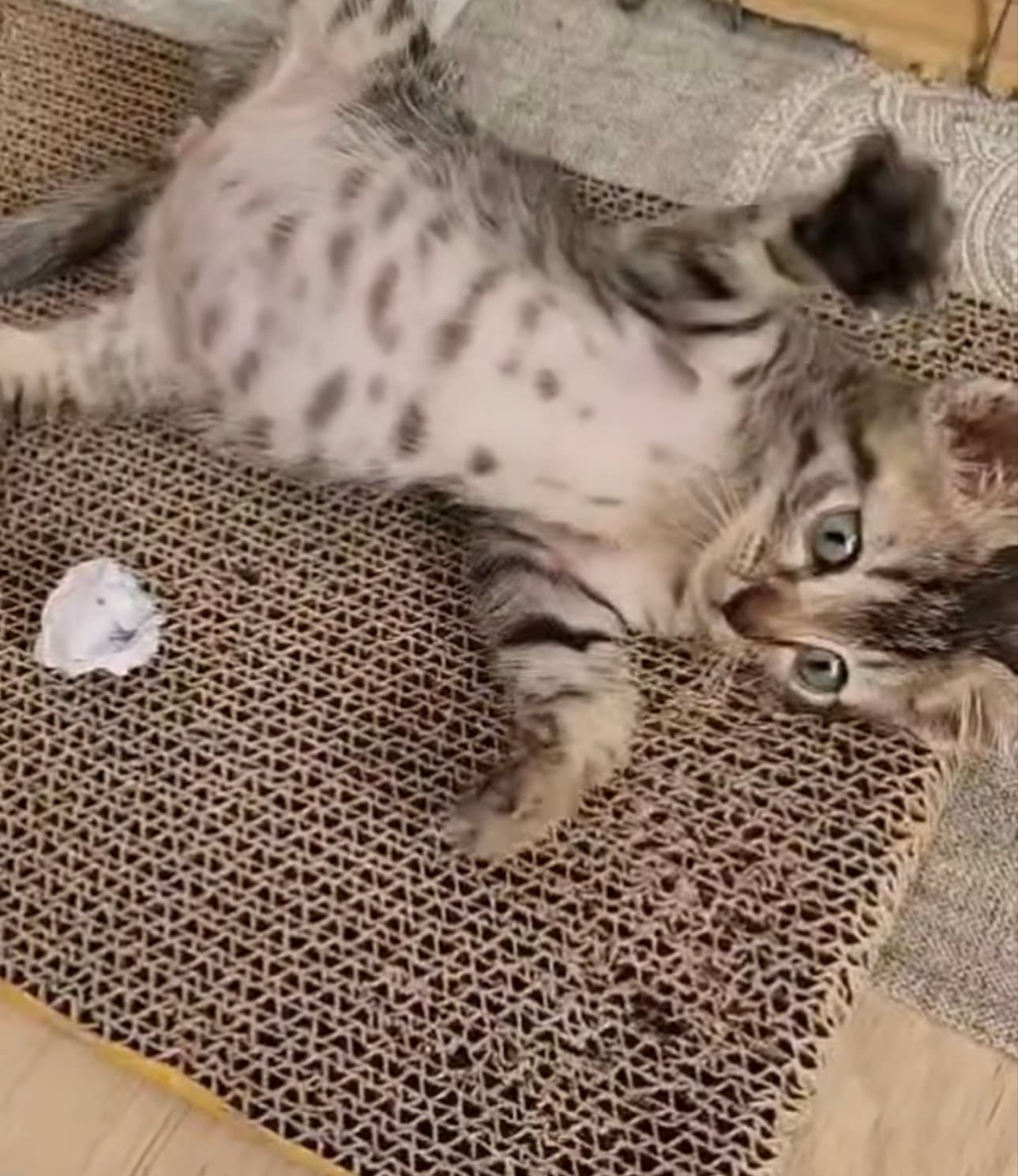 🐾 Troy, un pequeño luchador, busca su hogar para siempre ❤️