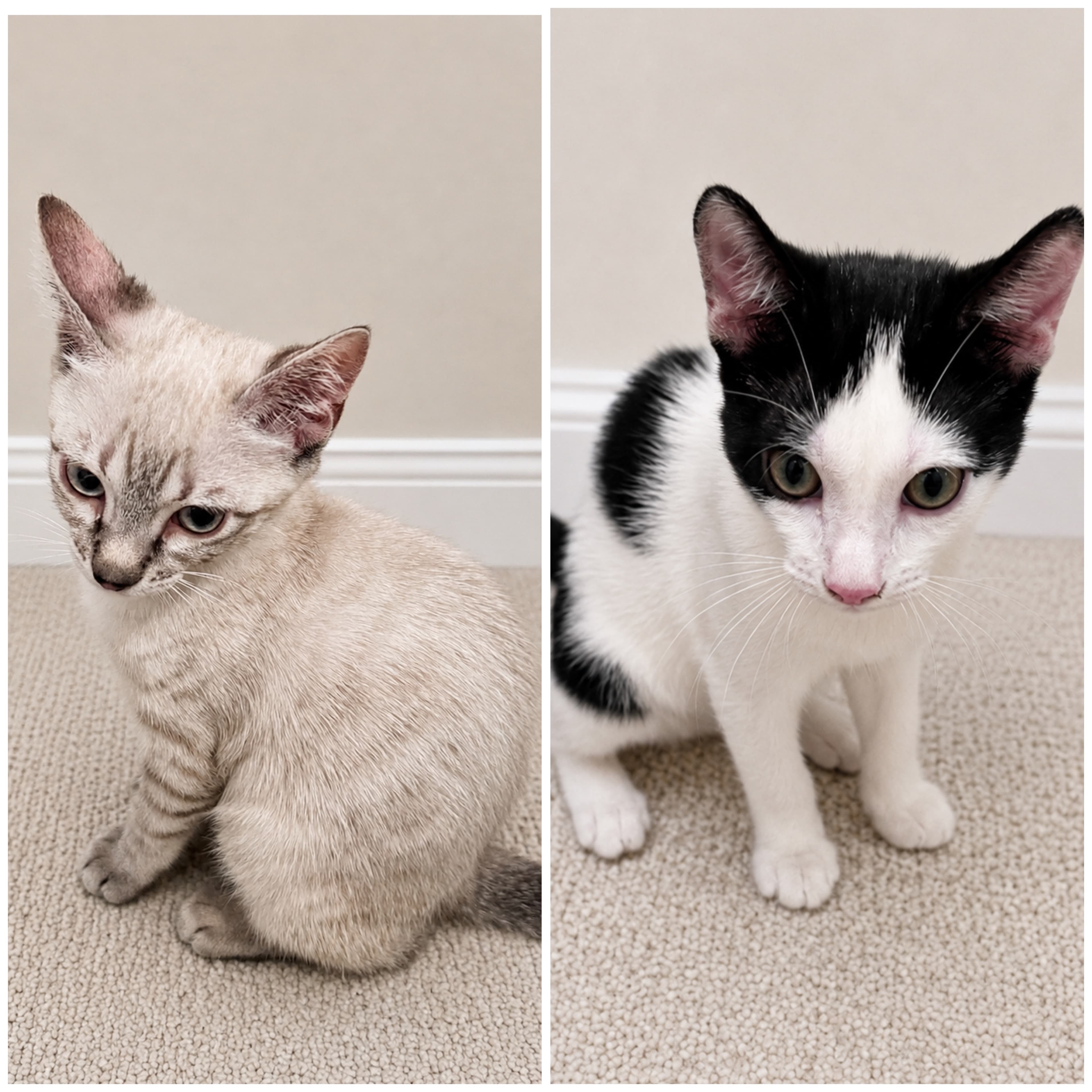 🐾 Cervantes y Dulcinea buscan un hogar juntos ❤️