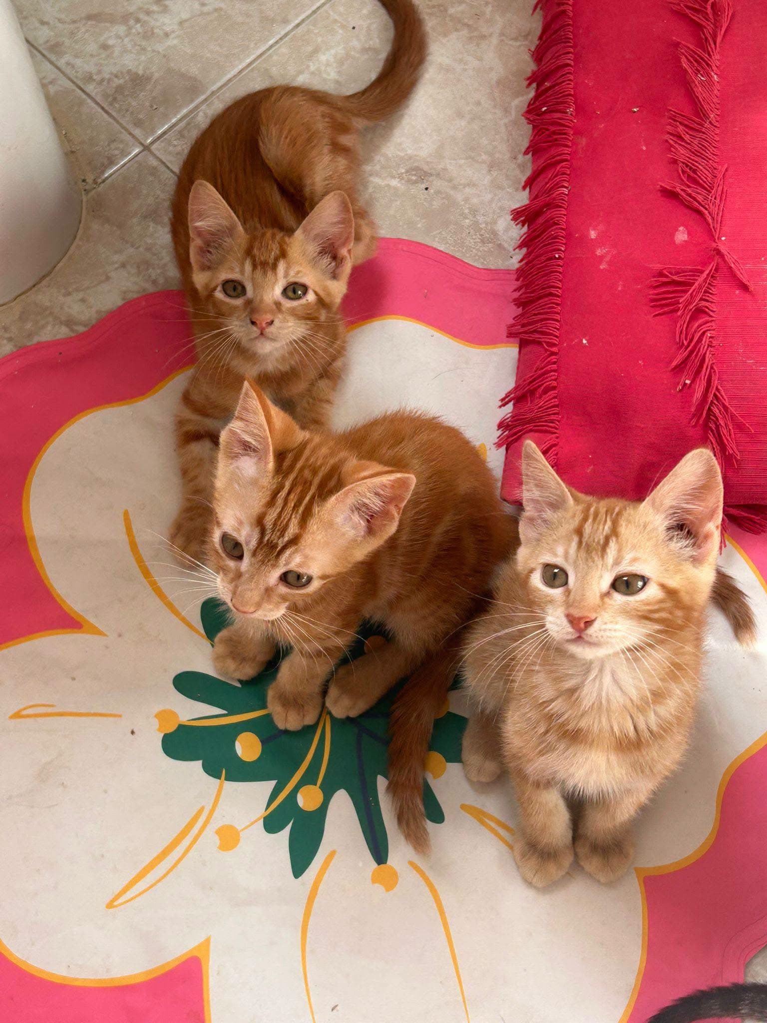 💛 Tres hermanitos rubios buscan su hogar para siempre 🏡