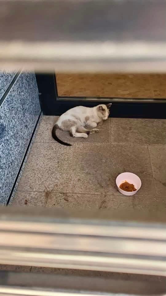 🐾 Eine Rettung mit happy End in Benidorm ❤️