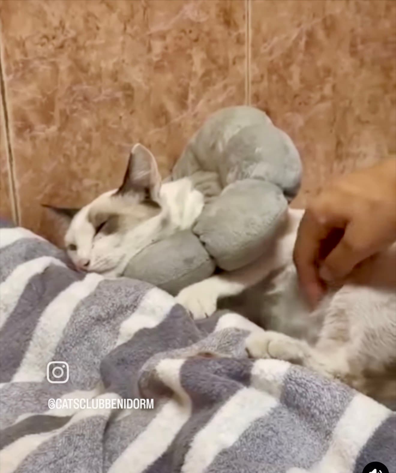 ❤️ Kimba geeft ons hoop: vrijdag wordt hij geopereerd 🐾