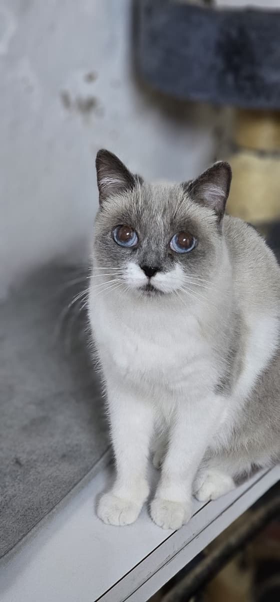 BELLA