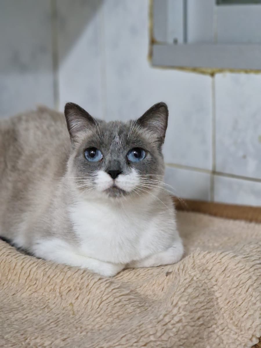 BELLA - 3