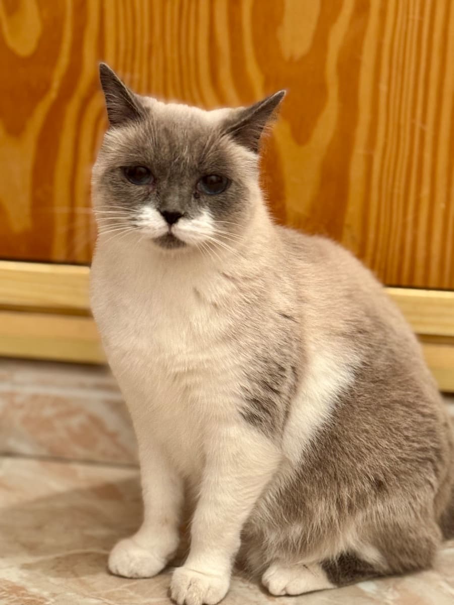BELLA - 4