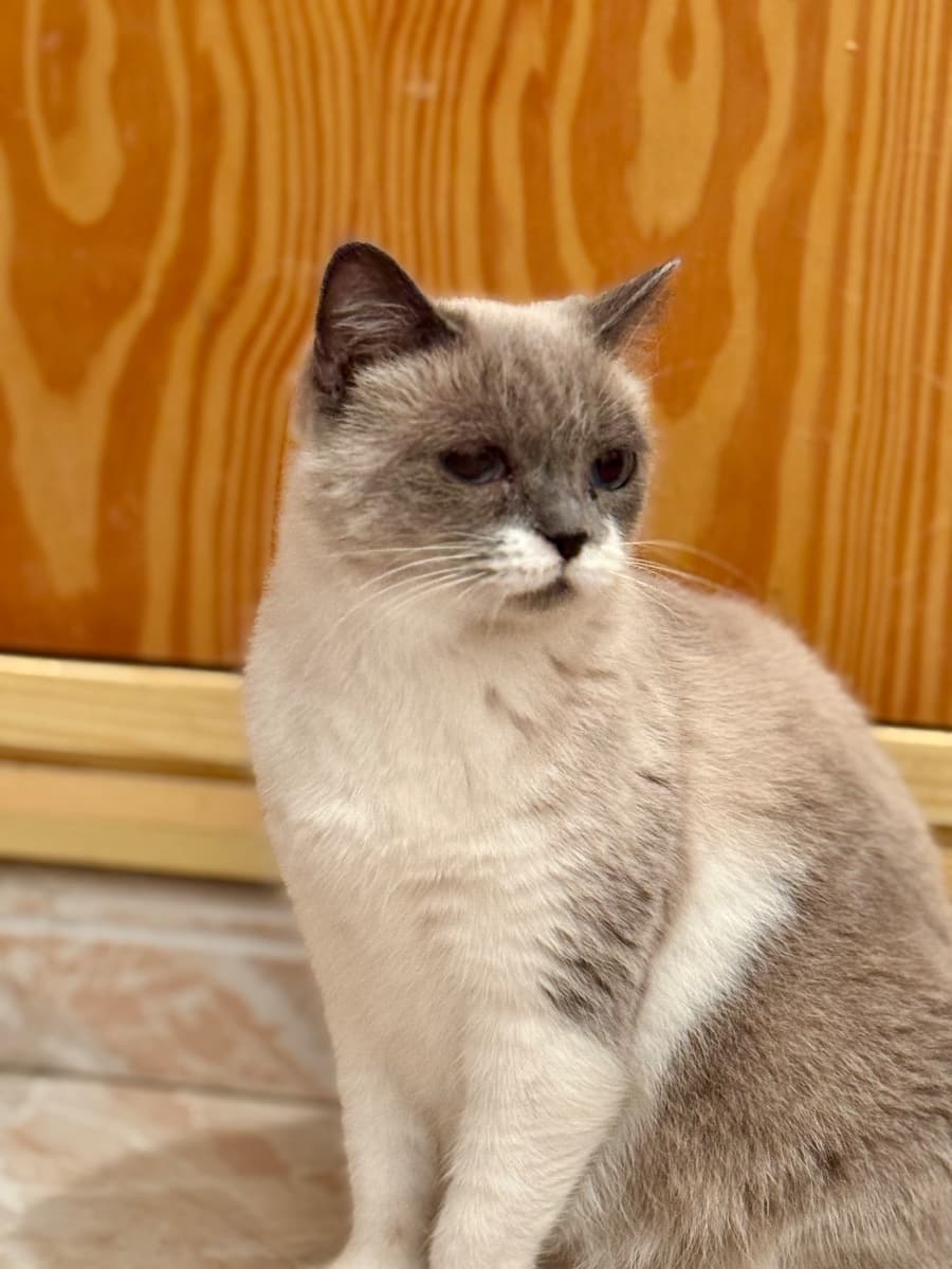 BELLA - 5