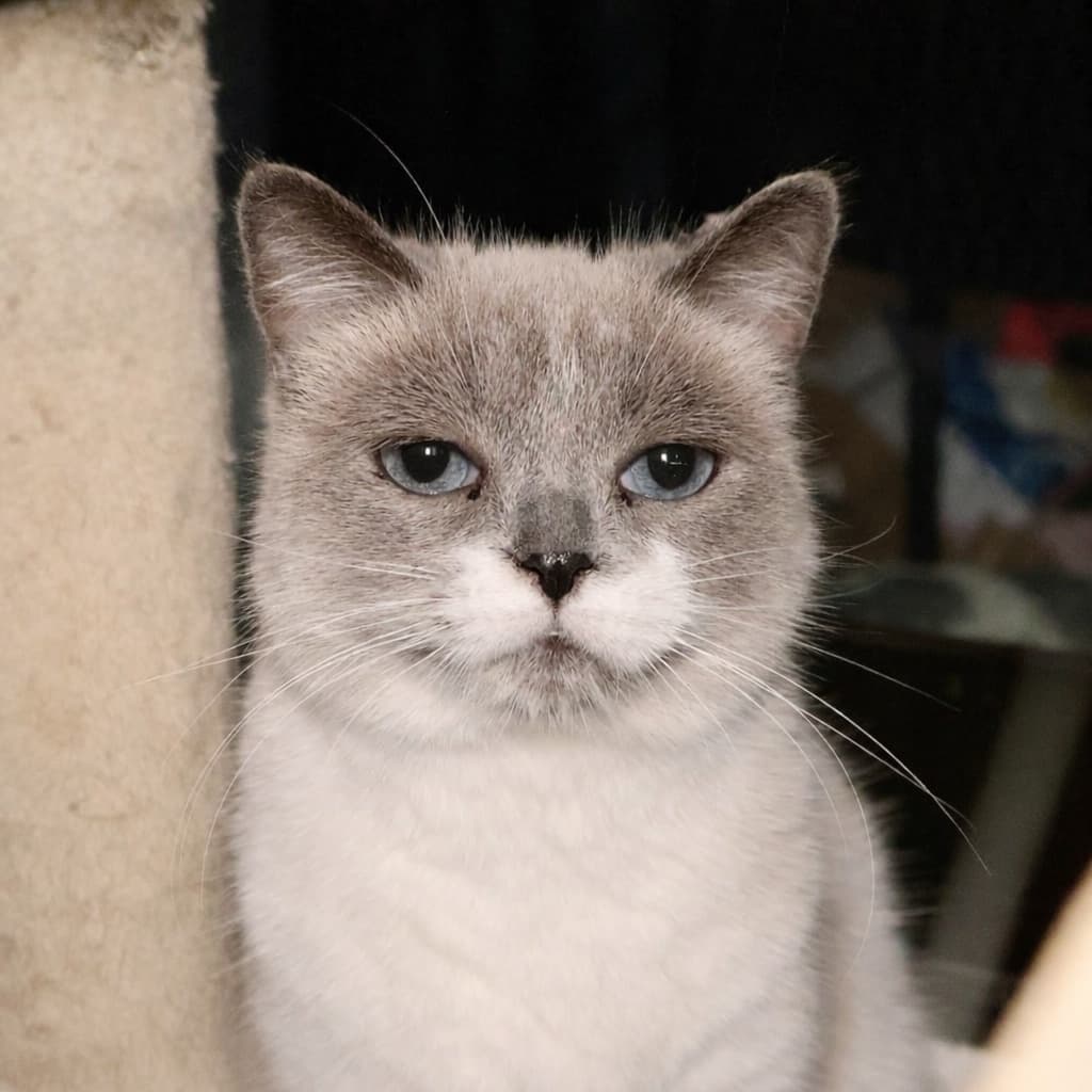 BELLA - 6