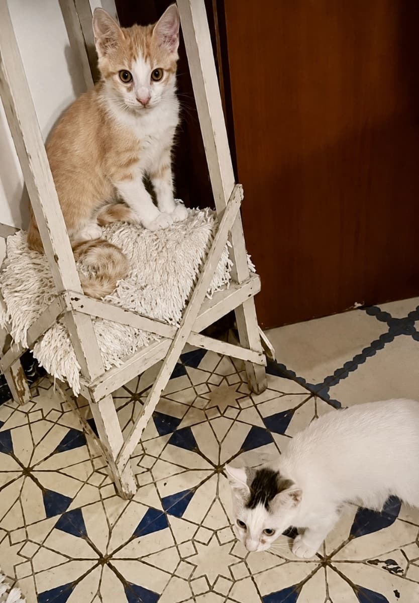 ENZO & FERRARI