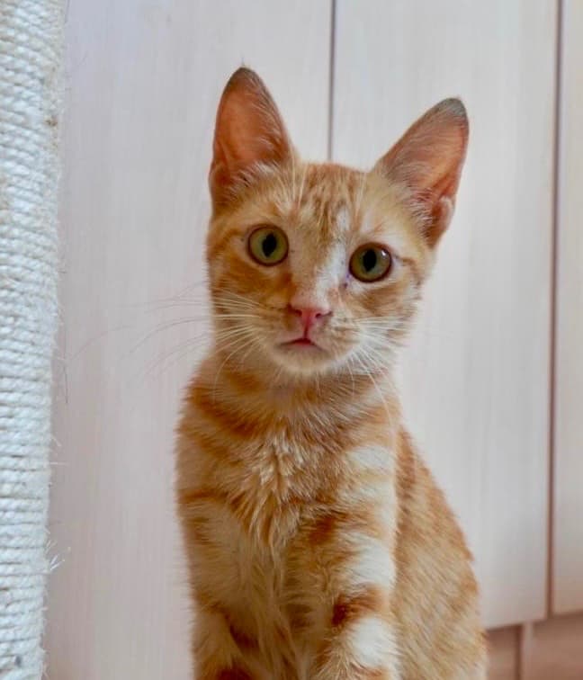 MARLO