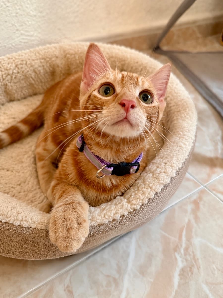CHEDDAR - 2