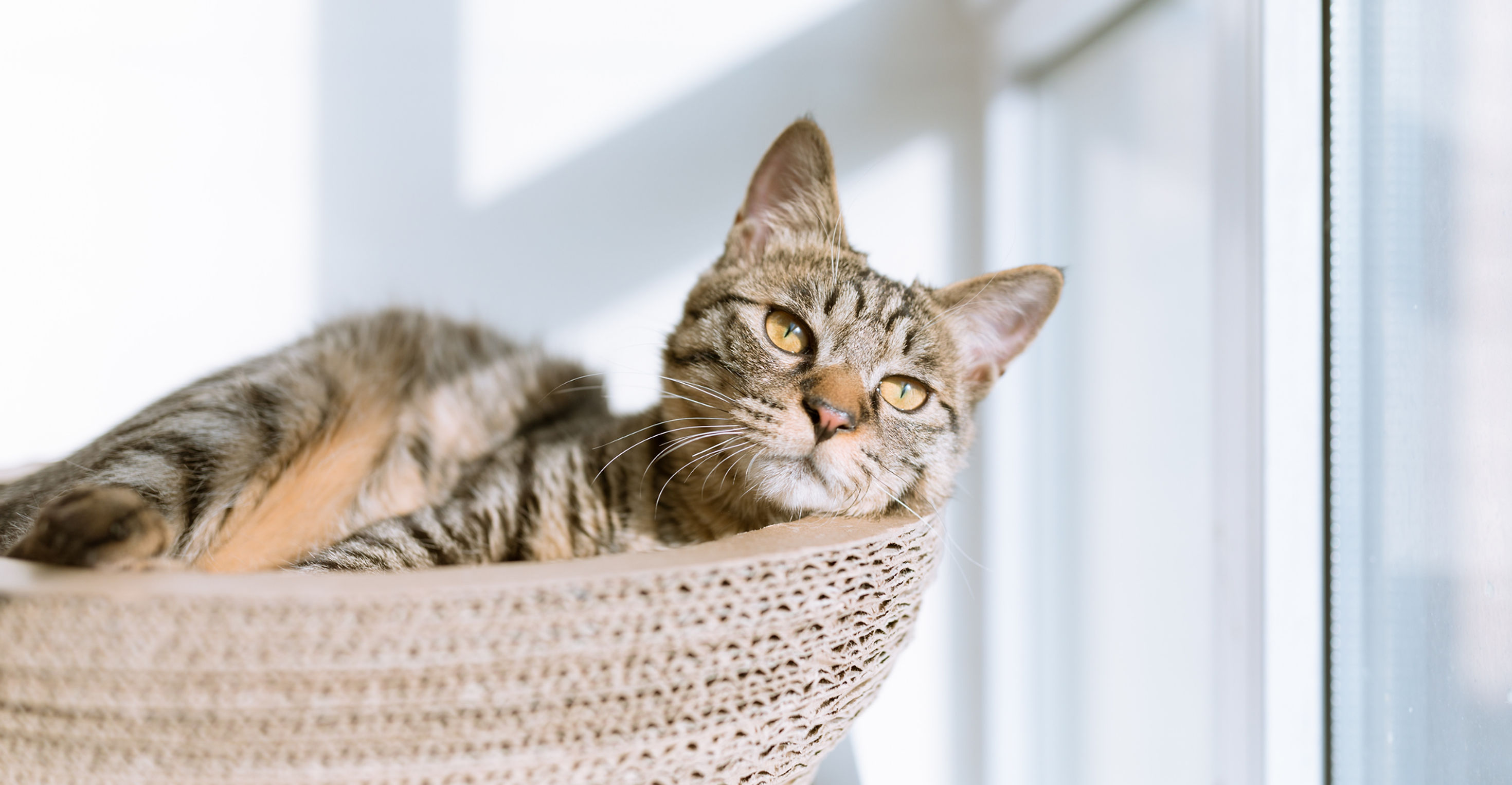 Gato rescatado